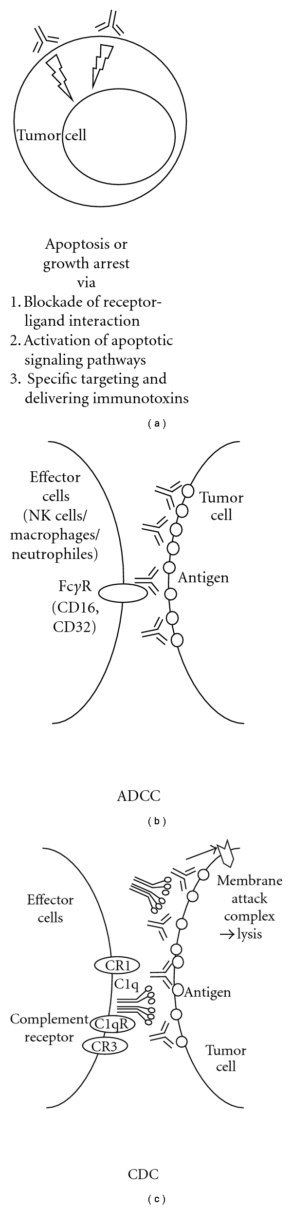 Antibody-based therapies in multiple myeloma.