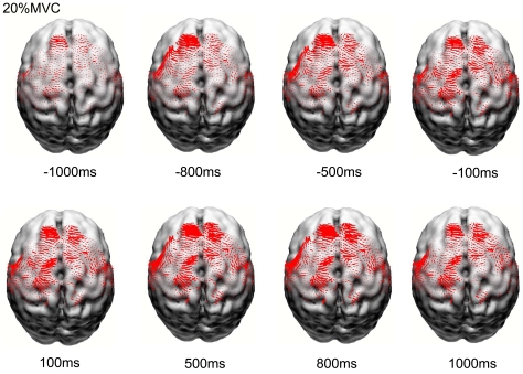 Time-dependent cortical activation in voluntary muscle contraction.