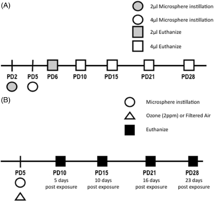 Early Postnatal Ozone Exposure Alters Rat Nodose and Jugular Sensory Neuron Development.