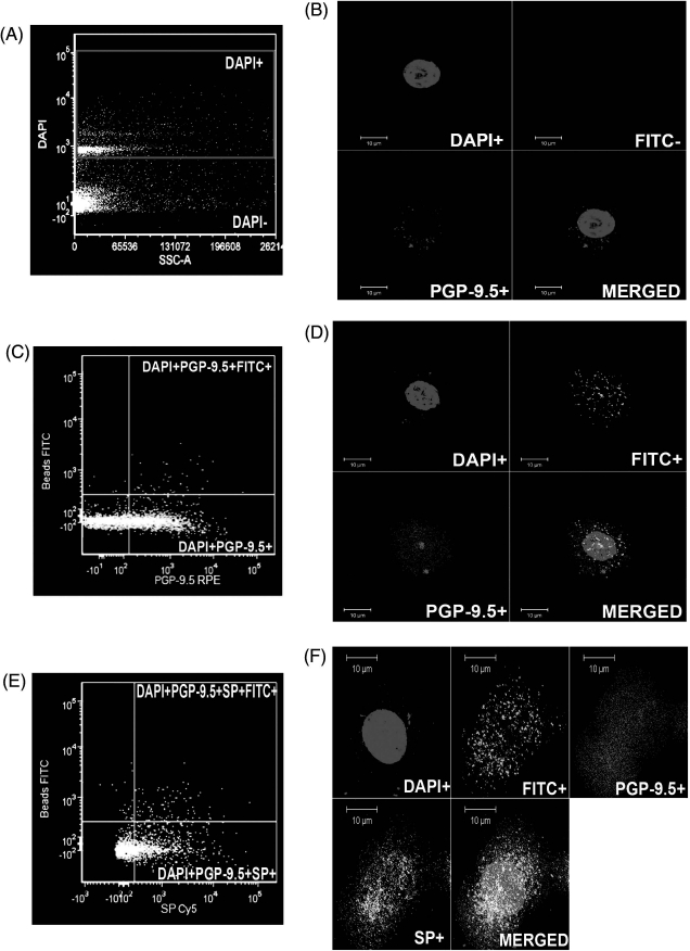 Early Postnatal Ozone Exposure Alters Rat Nodose and Jugular Sensory Neuron Development.