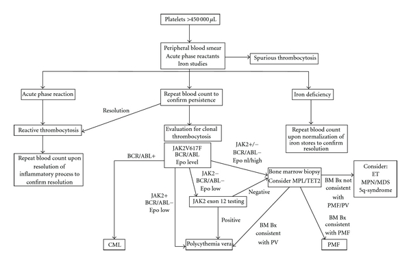 Thrombocytosis: diagnostic evaluation, thrombotic risk stratification, and risk-based management strategies.