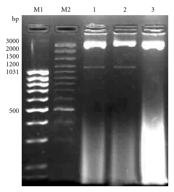 Molecular Characterization and SNP Detection of CD14 Gene of Crossbred Cattle.