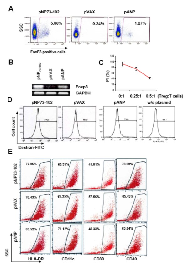 Plasmid-encoded NP73-102 modulates atrial natriuretic peptide receptor signaling and plays a critical role in inducing tolerogenic dendritic cells.