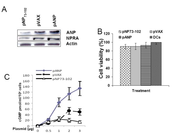 Plasmid-encoded NP73-102 modulates atrial natriuretic peptide receptor signaling and plays a critical role in inducing tolerogenic dendritic cells.