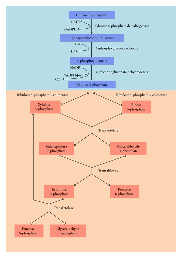 Glucose-6-phosphate dehydrogenase of trypanosomatids: characterization, target validation, and drug discovery.