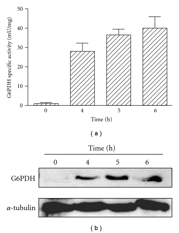 Glucose-6-phosphate dehydrogenase of trypanosomatids: characterization, target validation, and drug discovery.