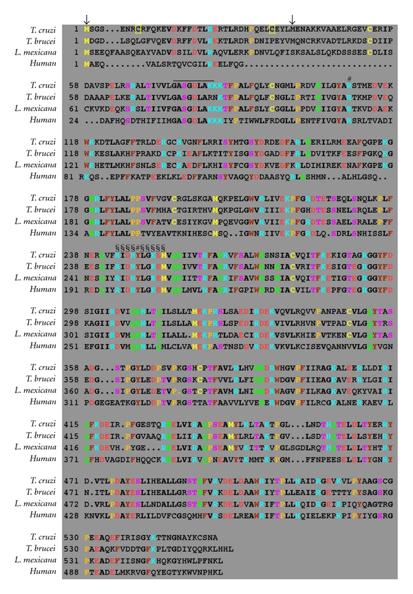 Glucose-6-phosphate dehydrogenase of trypanosomatids: characterization, target validation, and drug discovery.