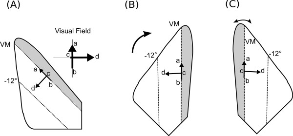 Statistical structure of lateral connections in the primary visual cortex.