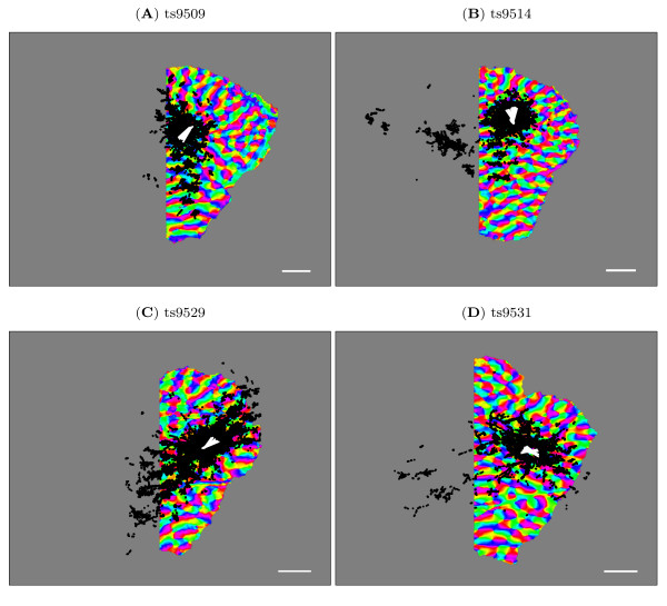 Statistical structure of lateral connections in the primary visual cortex.
