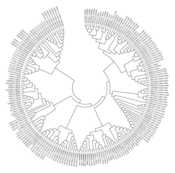 Allelic Diversity of Major Histocompatibility Complex Class II DRB Gene in Indian Cattle and Buffalo.