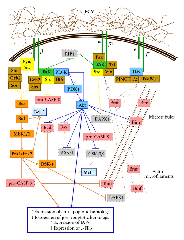 Integrin signaling, cell survival, and anoikis: distinctions, differences, and differentiation.