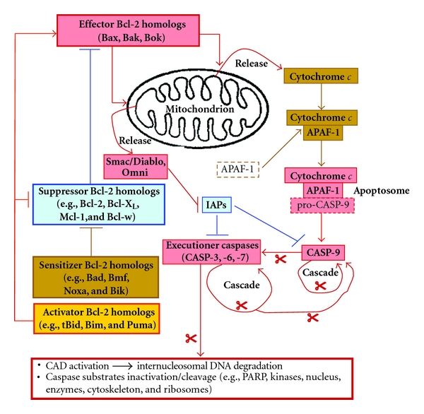 Integrin signaling, cell survival, and anoikis: distinctions, differences, and differentiation.
