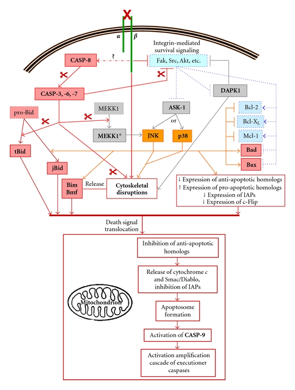 Integrin signaling, cell survival, and anoikis: distinctions, differences, and differentiation.