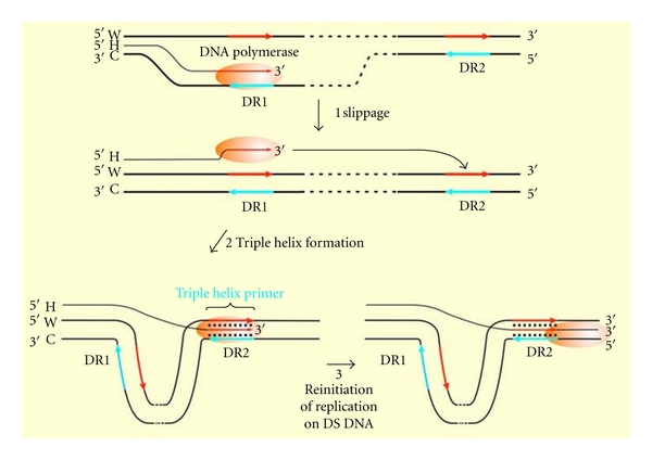 Priming DNA replication from triple helix oligonucleotides: possible threestranded DNA in DNA polymerases.