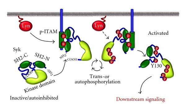 Regulation and function of syk tyrosine kinase in mast cell signaling and beyond.