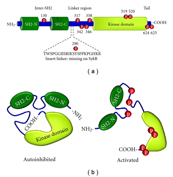 Regulation and function of syk tyrosine kinase in mast cell signaling and beyond.