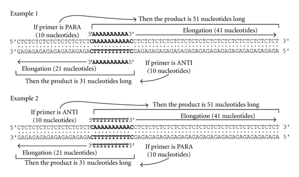 Priming DNA replication from triple helix oligonucleotides: possible threestranded DNA in DNA polymerases.