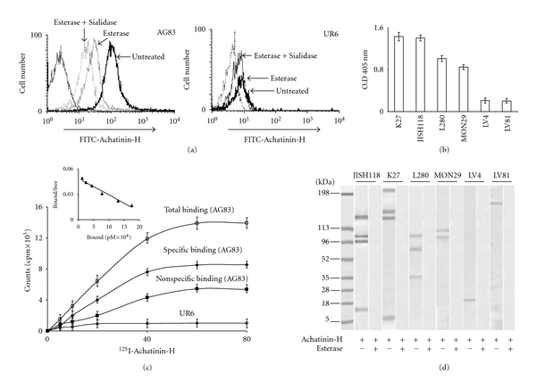 A perspective on the emergence of sialic acids as potent determinants affecting leishmania biology.