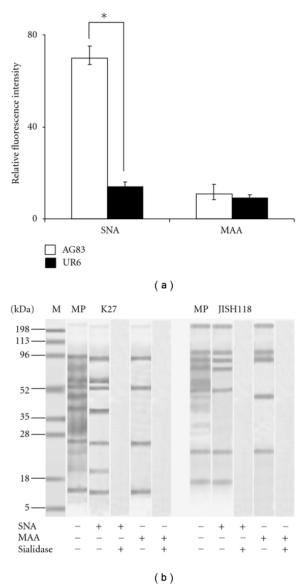 A perspective on the emergence of sialic acids as potent determinants affecting leishmania biology.