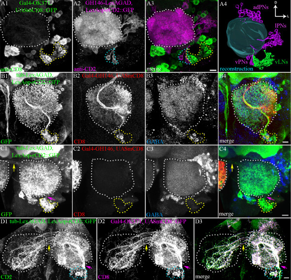 Identification and analysis of a glutamatergic local interneuron lineage in the adult Drosophila olfactory system.
