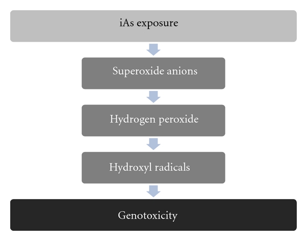 Arsenic biotransformation as a cancer promoting factor by inducing DNA damage and disruption of repair mechanisms.