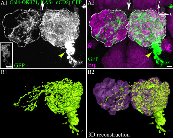 Identification and analysis of a glutamatergic local interneuron lineage in the adult Drosophila olfactory system.