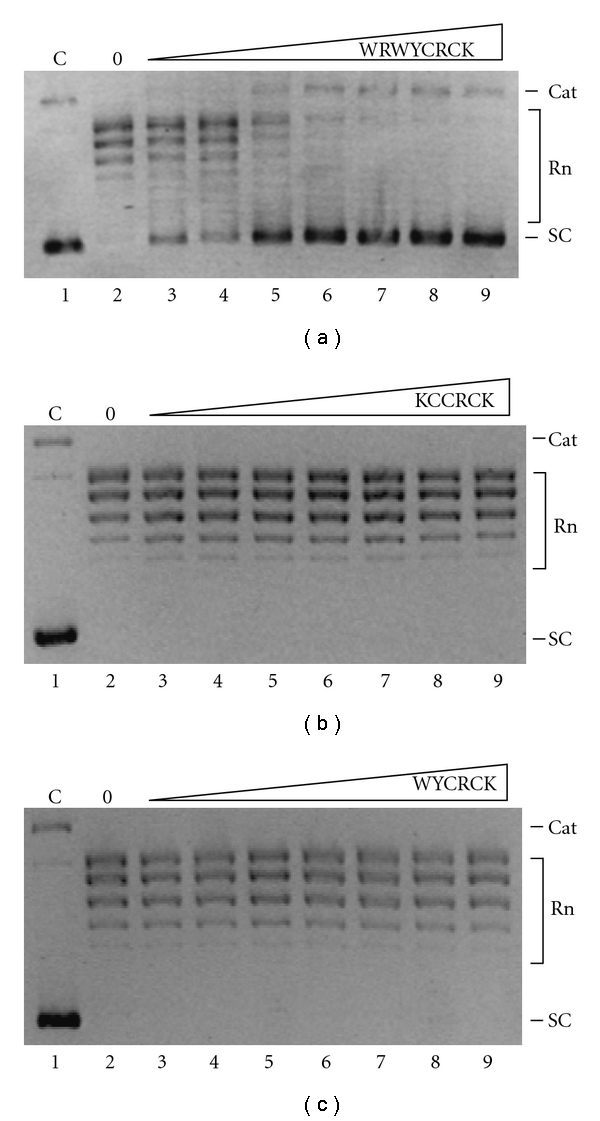 Peptide Inhibition of Topoisomerase IB from Plasmodium falciparum.