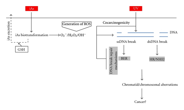 Arsenic biotransformation as a cancer promoting factor by inducing DNA damage and disruption of repair mechanisms.