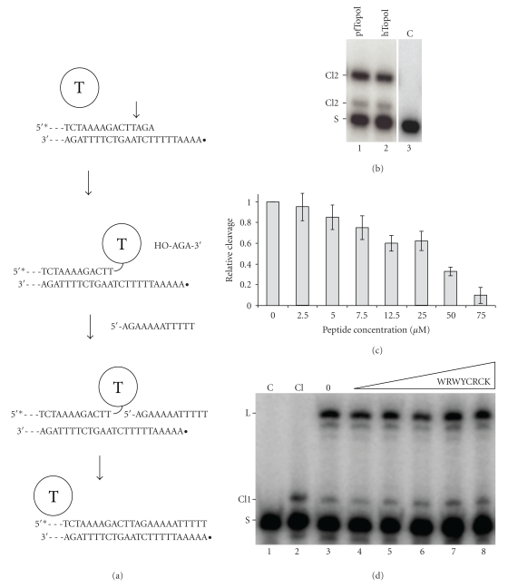 Peptide Inhibition of Topoisomerase IB from Plasmodium falciparum.