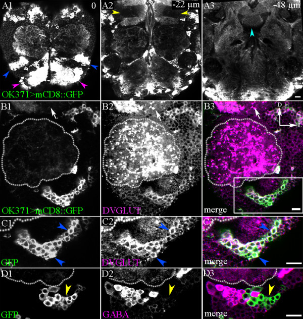Identification and analysis of a glutamatergic local interneuron lineage in the adult Drosophila olfactory system.