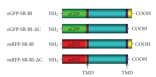 Modulators of Protein Kinase C Affect SR-BI-Dependent HDL Lipid Uptake in Transfected HepG2 Cells.