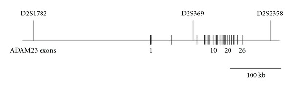 ADAM23, a Gene Related to LGI1, Is Not Linked to Autosomal Dominant Lateral Temporal Epilepsy.