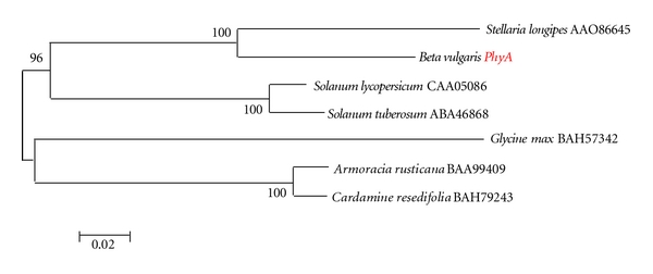 Genes Encoding Callose Synthase and Phytochrome A Are Adjacent to a MAP3Kα-Like Gene in Beta vulgaris US H20.