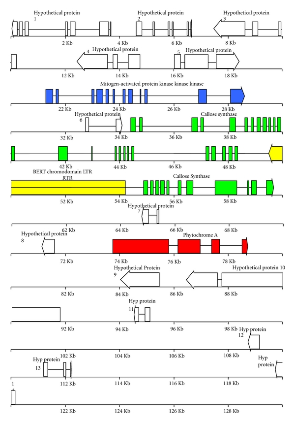 Genes Encoding Callose Synthase and Phytochrome A Are Adjacent to a MAP3Kα-Like Gene in Beta vulgaris US H20.