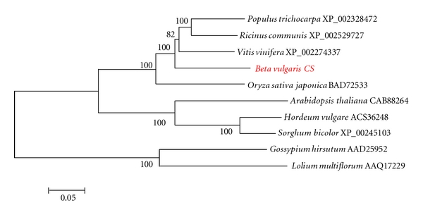 Genes Encoding Callose Synthase and Phytochrome A Are Adjacent to a MAP3Kα-Like Gene in Beta vulgaris US H20.