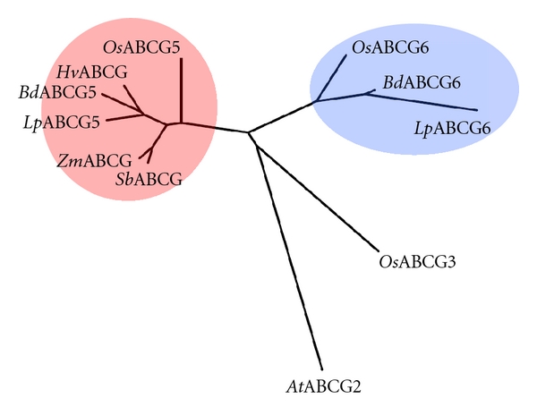 Comparative Genomics in Perennial Ryegrass (Lolium perenne L.): Identification and Characterisation of an Orthologue for the Rice Plant Architecture-Controlling Gene OsABCG5.