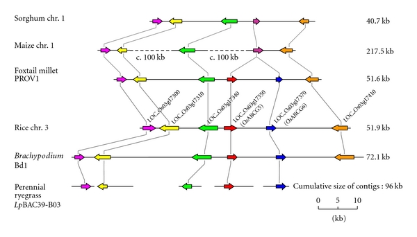 Comparative Genomics in Perennial Ryegrass (Lolium perenne L.): Identification and Characterisation of an Orthologue for the Rice Plant Architecture-Controlling Gene OsABCG5.