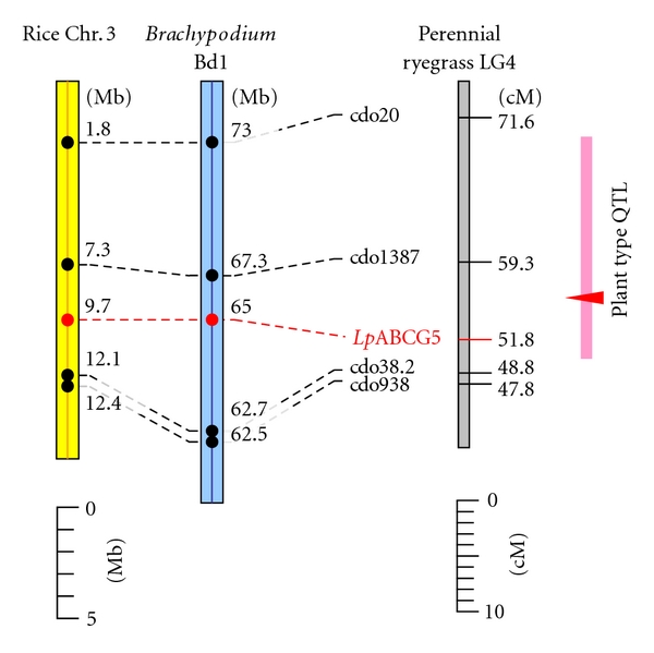 Comparative Genomics in Perennial Ryegrass (Lolium perenne L.): Identification and Characterisation of an Orthologue for the Rice Plant Architecture-Controlling Gene OsABCG5.