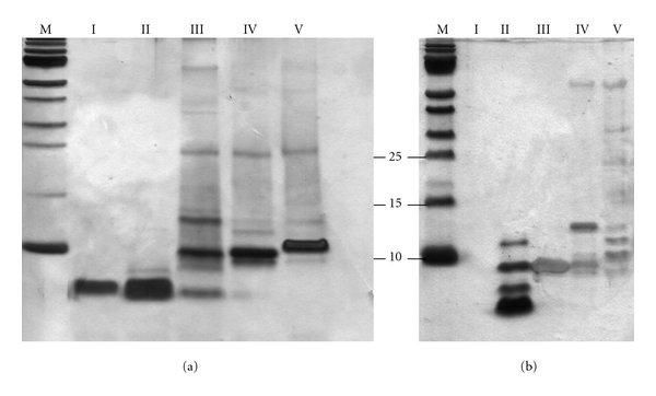 Easy and rapid purification of highly active nisin.