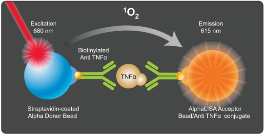 Two High Throughput Screen Assays for Measurement of TNF-α in THP-1 Cells.