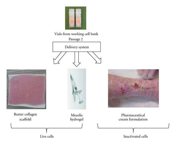 Biologicals and fetal cell therapy for wound and scar management.