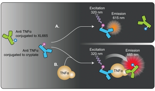 Two High Throughput Screen Assays for Measurement of TNF-α in THP-1 Cells.