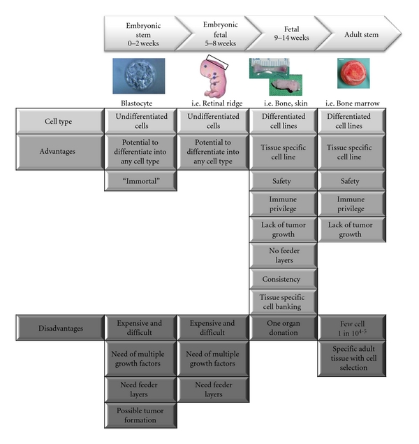 Biologicals and fetal cell therapy for wound and scar management.