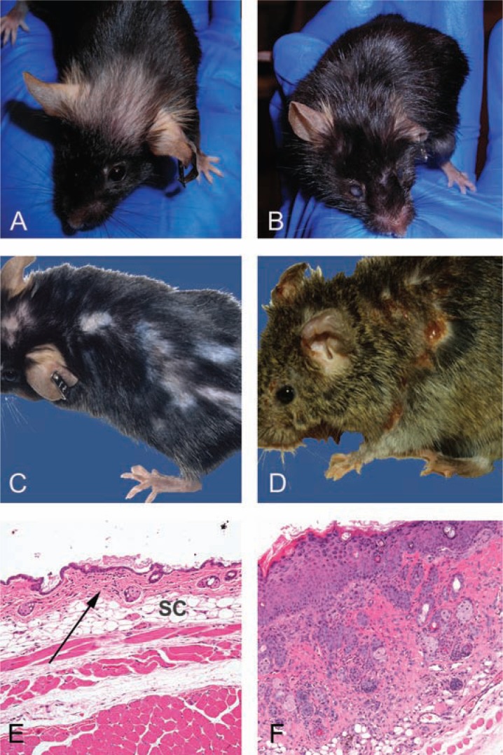 Practical pathology of aging mice.