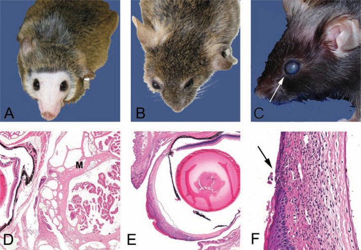 Practical pathology of aging mice.