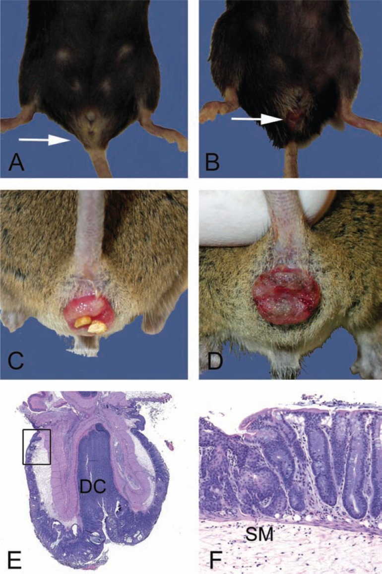 Practical pathology of aging mice.