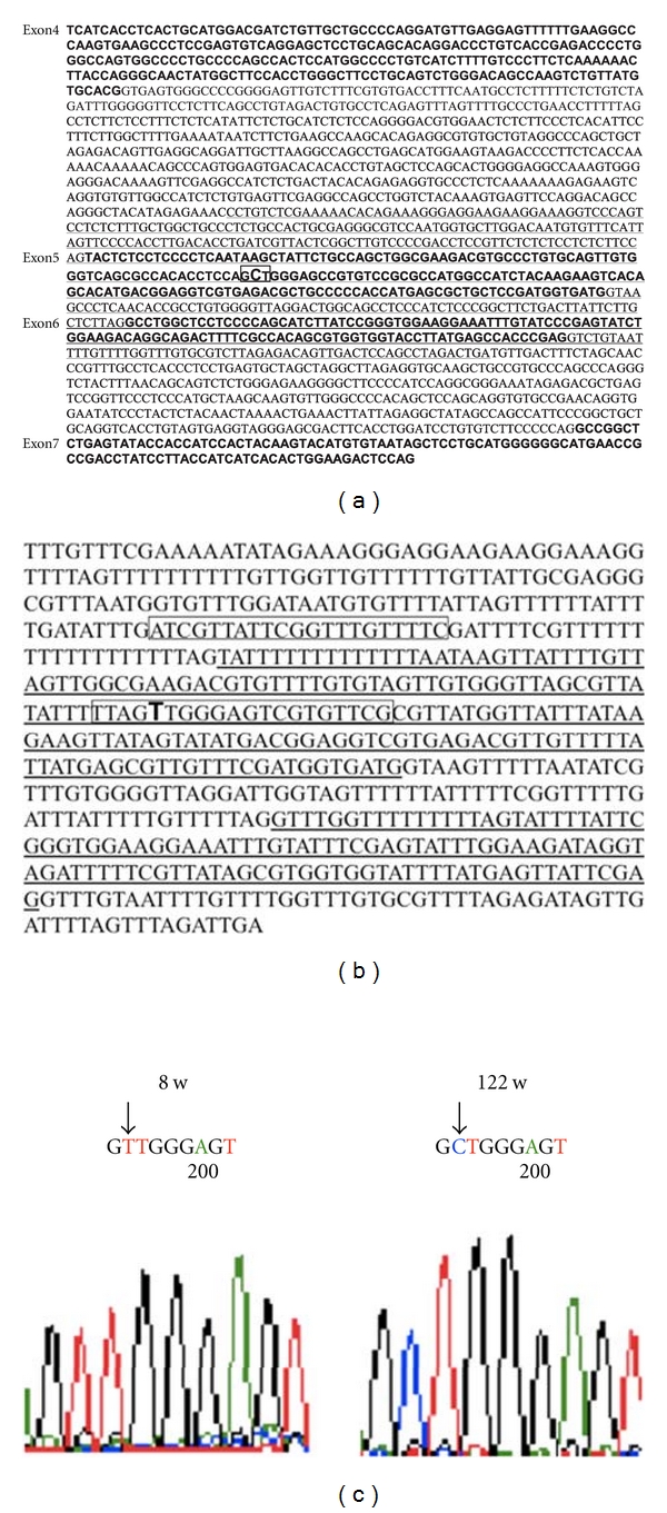 Establishment of Methylation-Specific PCR for the Mouse p53 Gene.