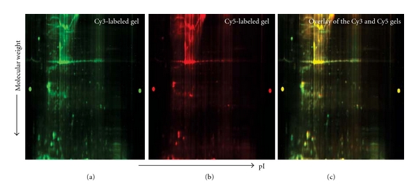 Proteomic Approach to Evaluate Mechanisms That Contribute to Food Allergenicity: Comparative 2D-DIGE Analysis of Radioallergosorbent Test Positive and Negative Patients.