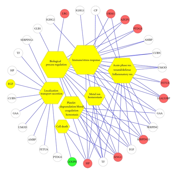 Urine glycoprotein profile reveals novel markers for chronic kidney disease.