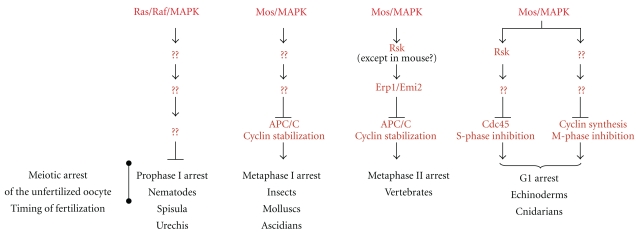 Mos in the oocyte: how to use MAPK independently of growth factors and transcription to control meiotic divisions.